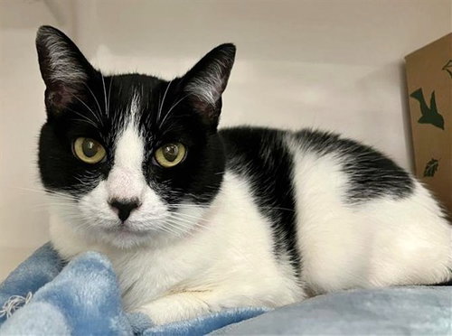 COCO CHANEL, Senior Domestic Short Hair (medium coat), cat for adoption in St. Peters, Missouri