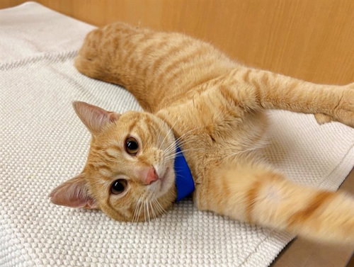 picture of the cat needing adoption