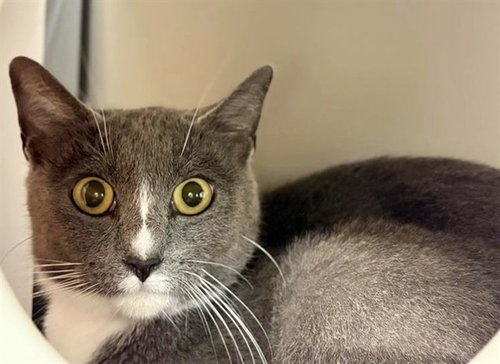APRIL, Adult Domestic Medium Hair (medium coat), cat for adoption in St. Peters, Missouri