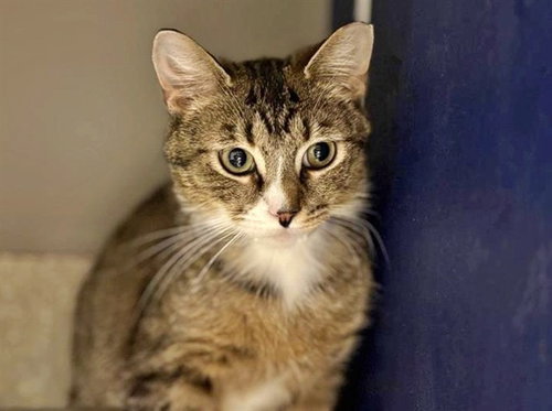 HUXLEY, Young Domestic Medium Hair (medium coat), cat for adoption in St. Peters, Missouri