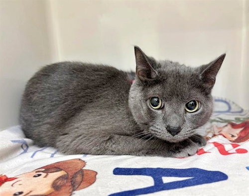 BANDITO, Senior Domestic Short Hair (medium coat), cat for adoption in St. Peters, Missouri