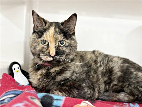 FLOWER, Senior Domestic Short Hair (medium coat), cat for adoption in St. Peters, Missouri