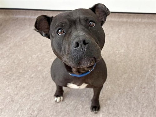 PERSIMMON, an adoptable Pit Bull Terrier in St. Louis, MO