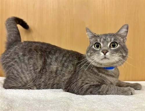 BIRK, Young Domestic Short Hair (medium coat), cat for adoption in St. Peters, Missouri