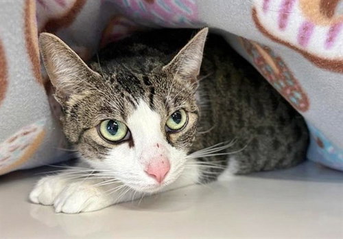 SOPHI, Senior Domestic Medium Hair (medium coat), cat for adoption in St. Peters, Missouri