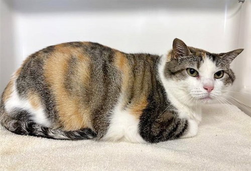 SUMMER, Adult Domestic Medium Hair (medium coat), cat for adoption in St. Peters, Missouri