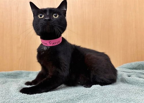SASHA FIERCE, Adult Domestic Medium Hair (medium coat), cat for adoption in St. Peters, Missouri