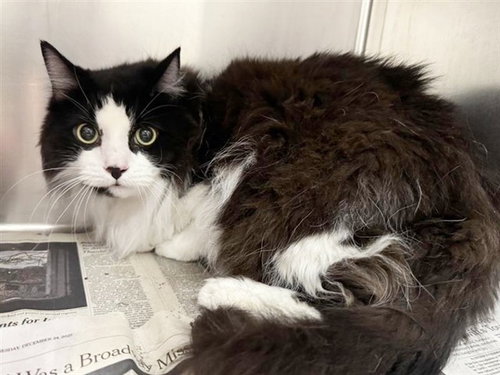 TOM, Senior Domestic Long Hair (medium coat), cat for adoption in St. Peters, Missouri