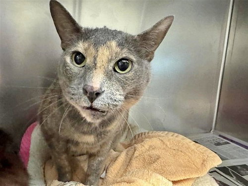 SASHA, Senior Domestic Short Hair (medium coat), cat for adoption in St. Peters, Missouri