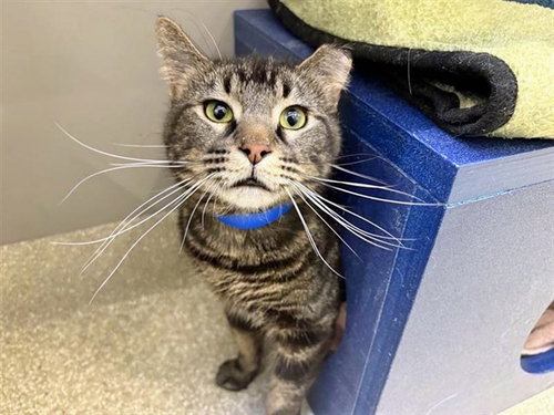 REECE, Adult Domestic Medium Hair (medium coat), cat for adoption in St. Peters, Missouri