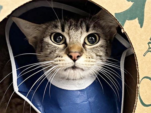 KATE, Adult Domestic Medium Hair (medium coat), cat for adoption in St. Peters, Missouri