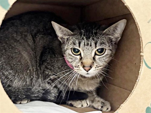 KIM, Young Domestic Medium Hair (medium coat), cat for adoption in St. Peters, Missouri