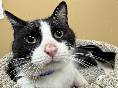LYONEL, Young Domestic Medium Hair (medium coat), cat for adoption in St. Peters, Missouri