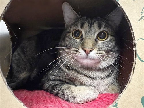 MICKEY, Young Domestic Short Hair (medium coat), cat for adoption in St. Peters, Missouri