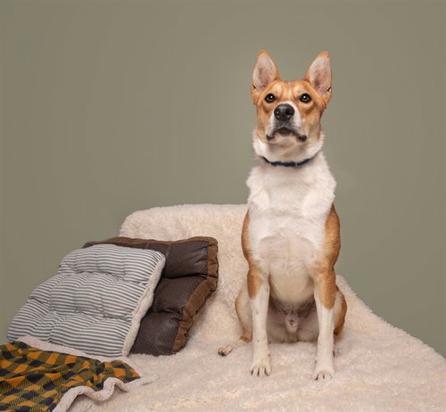 BANDIT - Basenji available for adoption