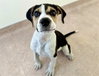 OREO - Photo 1