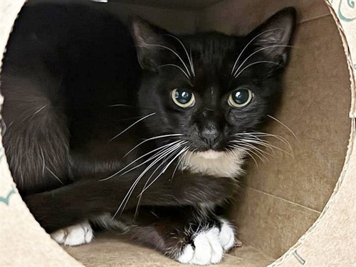 JACK, Young Domestic Medium Hair (medium coat), cat for adoption in St. Peters, Missouri