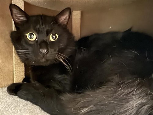 RUSSELL, Adult Domestic Medium Hair (medium coat), cat for adoption in St. Peters, Missouri