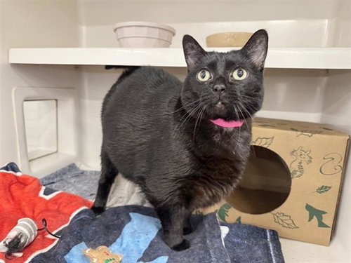 CORA, Senior Domestic Short Hair (medium coat), cat for adoption in St. Peters, Missouri