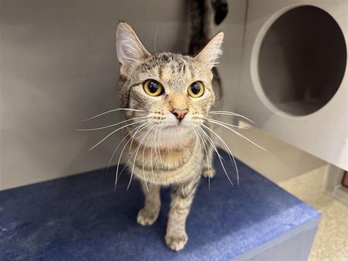 KARMAN, Young Domestic Short Hair (medium coat), cat for adoption in St. Peters, Missouri