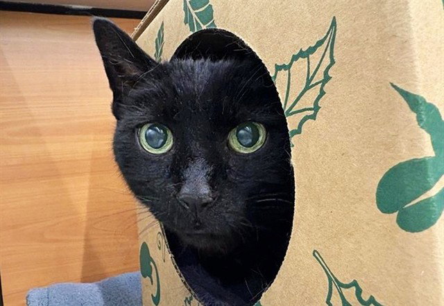 OLIVER