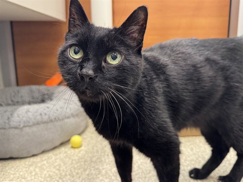 OLIVER, an adoptable Domestic Short Hair in St. Louis, MO