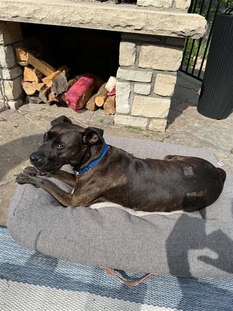 SISSY, an adoptable Pit Bull Terrier in St. Louis, MO