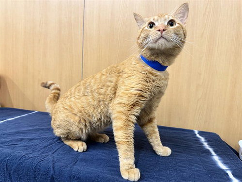 GOLDIE, Adult Domestic Short Hair (medium coat), cat for adoption in St. Peters, Missouri