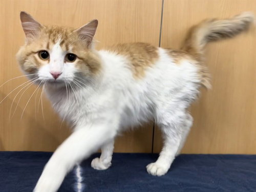 COLBY, Young Domestic Medium Hair (medium coat), cat for adoption in St. Peters, Missouri