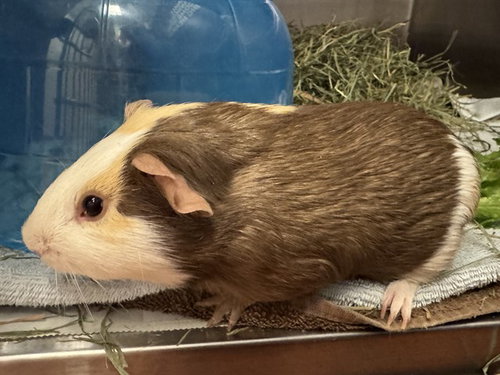 PEE WEE - Guinea Pig available for adoption
