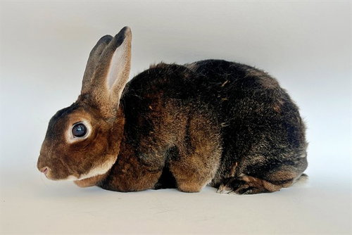CHLOE - Shorthaired Rabbit available for adoption