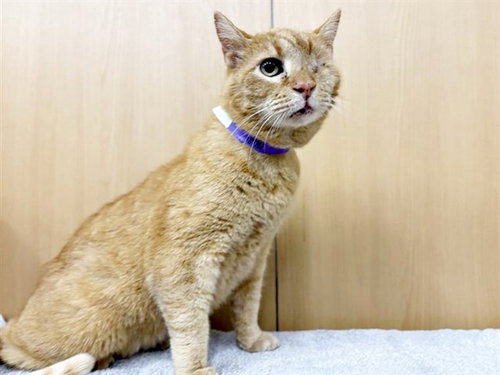 PARROT - Domestic Short Hair available for adoption