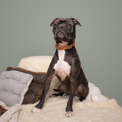 CISCO, an adoptable Terrier in St. Louis, MO