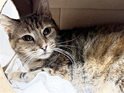 SWEET PEA, an adoptable Domestic Medium Hair in St. Louis, MO