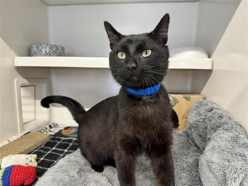 SLICK - Domestic Short Hair for adoption in St. Louis