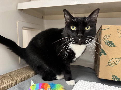 BABY - Domestic Short Hair for adoption in St. Louis