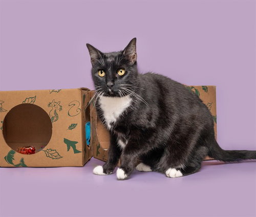 BABY, Senior Domestic Short Hair (medium coat), cat for adoption in Chesterfield, Missouri