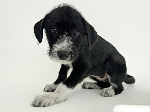 BELL - Terrier available for adoption