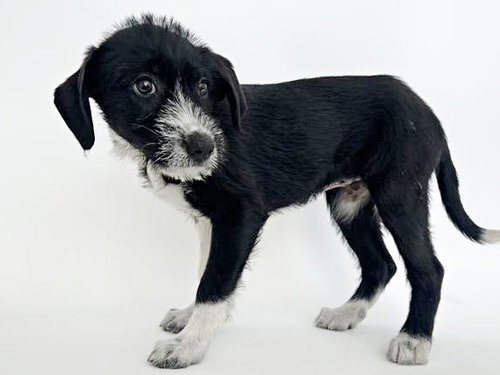 BREE, an adoptable Terrier in St. Louis, MO