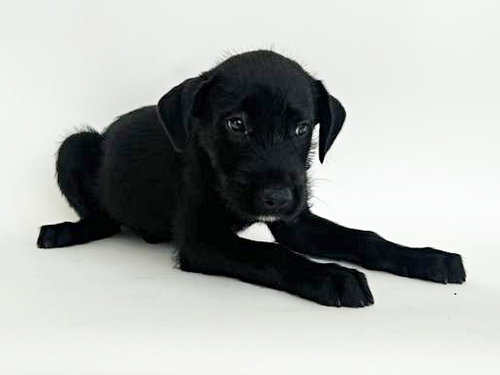 BRANDON - Terrier available for adoption
