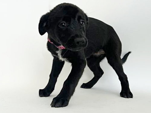 ASPEN - Terrier available for adoption