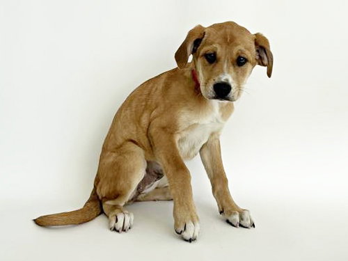 APPLE - Terrier available for adoption