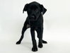 ANNIE - Photo 1