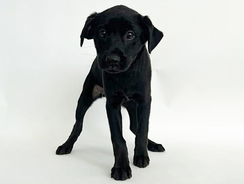 ANNIE - Terrier available for adoption