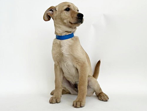 ALEX - Terrier available for adoption
