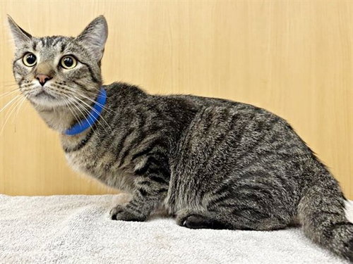 DAN, an adoptable Domestic Long Hair in St. Louis, MO
