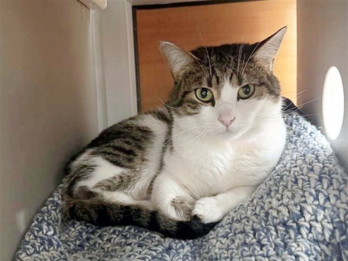 CLOUD - Domestic Short Hair available for adoption
