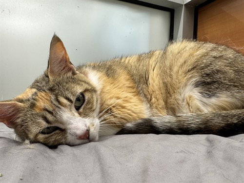 CALICO - Domestic Medium Hair available for adoption