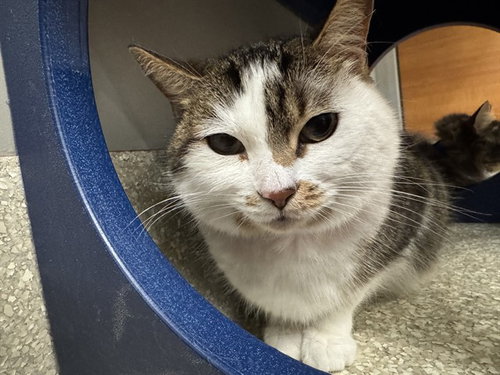 PRIMROSE, an adoptable Domestic Medium Hair in St. Louis, MO