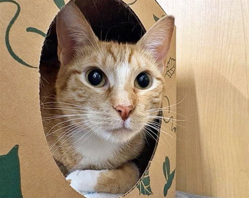 BOYER, an adoptable Domestic Medium Hair in St. Louis, MO